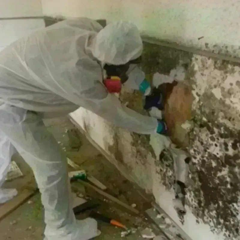 Mold Remediation and Removal in Mojave, CA